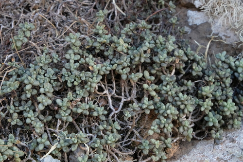 Sedum lancerottense