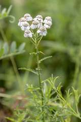 Achillea impatiens