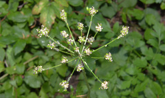 Ligusticum apiifolium