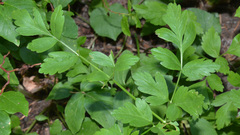 Ligusticum apiifolium