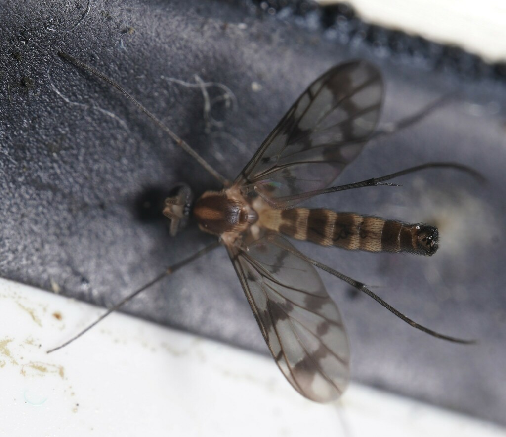 Proceroplatus trinidadensis