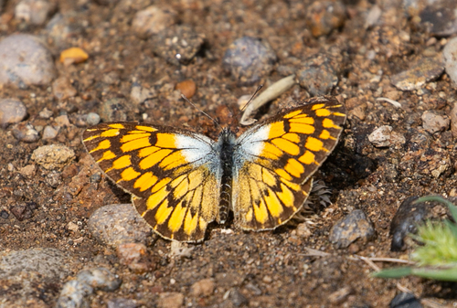 African Golden Arab