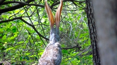 Lepus alleni
