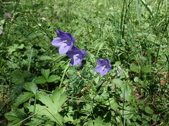 Campanula rhomboidalis
