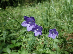 Campanula rhomboidalis