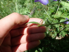 Campanula rhomboidalis