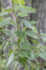 Populus × berolinensis