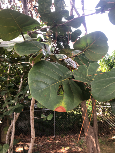 Foto de Uva-do-mar