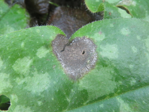 Ramularia cylindroides observed 2025-01-03