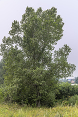 Populus × berolinensis
