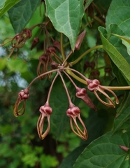 Cynanchum sahyadricum