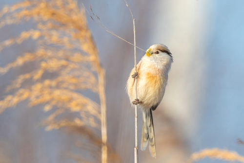 Reed Parrotbill (Paradoxornis heudei), photo 8