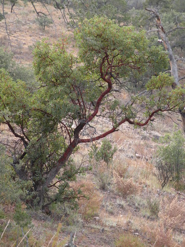 Arizona madrone
