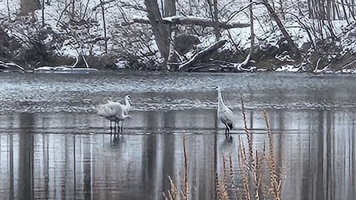 iNaturalist observation 2025-01-02