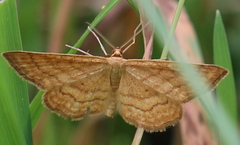 Idaea rufaria