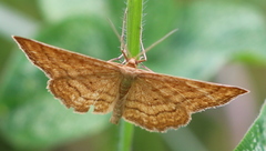 Idaea rufaria