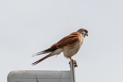 Falco cenchroides cenchroides