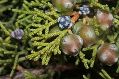 Mediterranean juniper