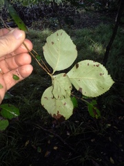 Crataegus mollis