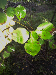 Crataegus mollis