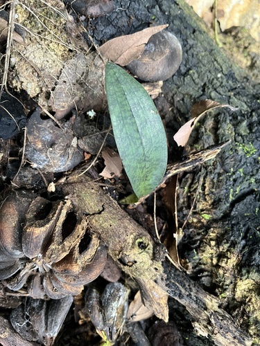 Foto de Orquídea-tigre