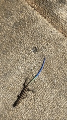 Plestiodon marginatus