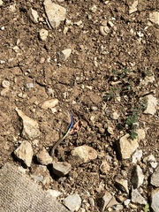 Plestiodon marginatus