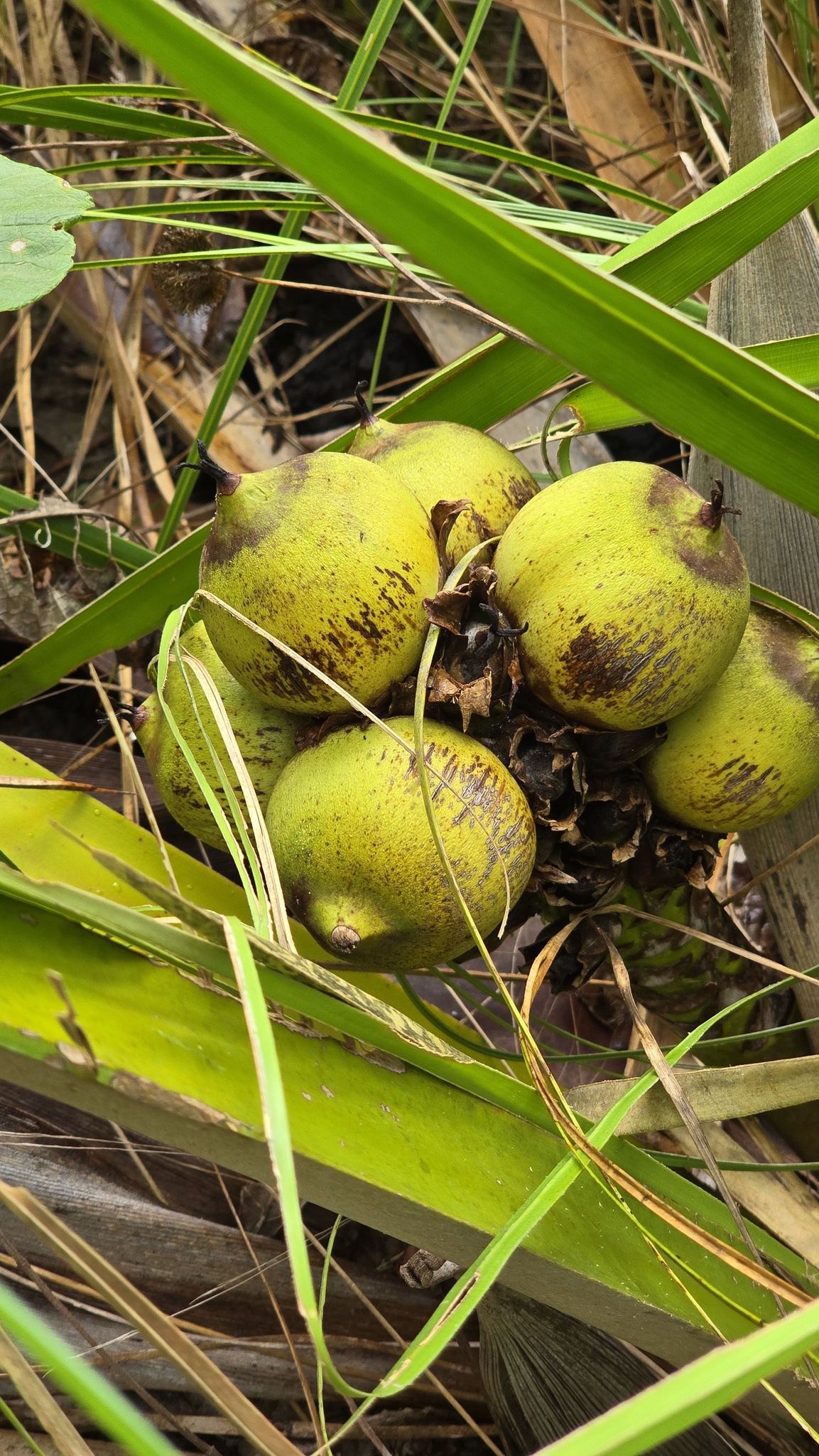 Attalea barreirensis