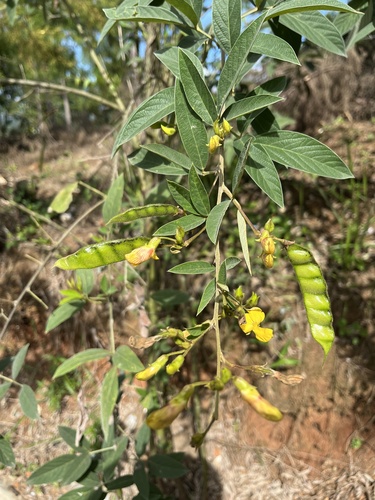 Foto de Guandu