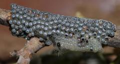 Bombycomorpha bifascia