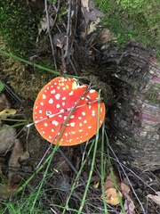 Amanita muscaria