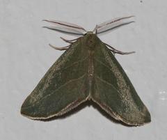 Drepanogynis olivescens