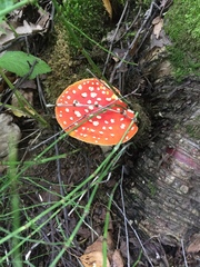 Amanita muscaria