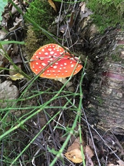 Amanita muscaria