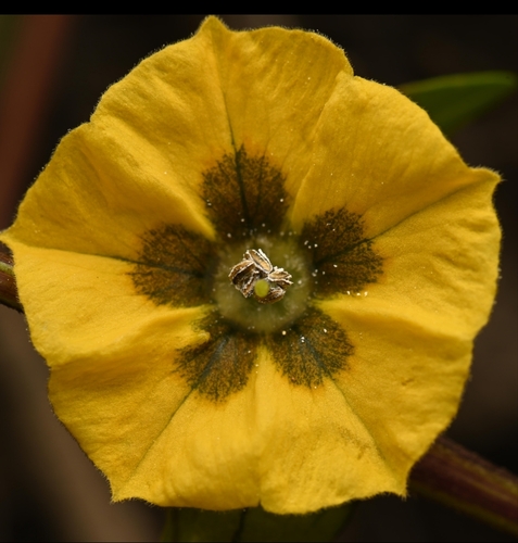 Physalis philadelphica
