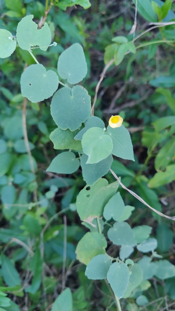 Foto de Malva-branca