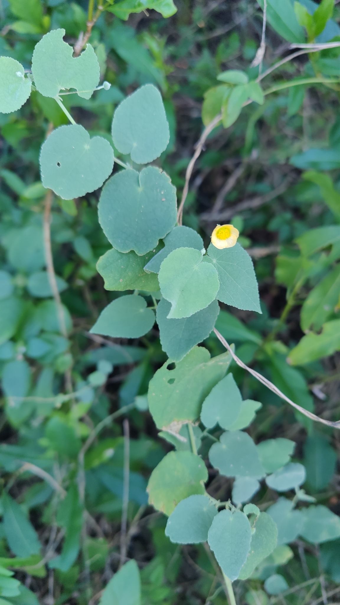 Imagem de Malva-branca