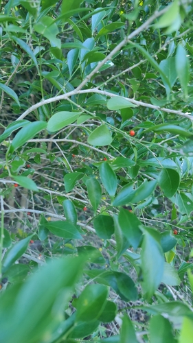 Image of Schaefferia frutescens by (c) Katherine Scott, some rights reserved (CC BY)
