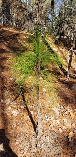 Foto de Pinheiro-de-folhas-longas