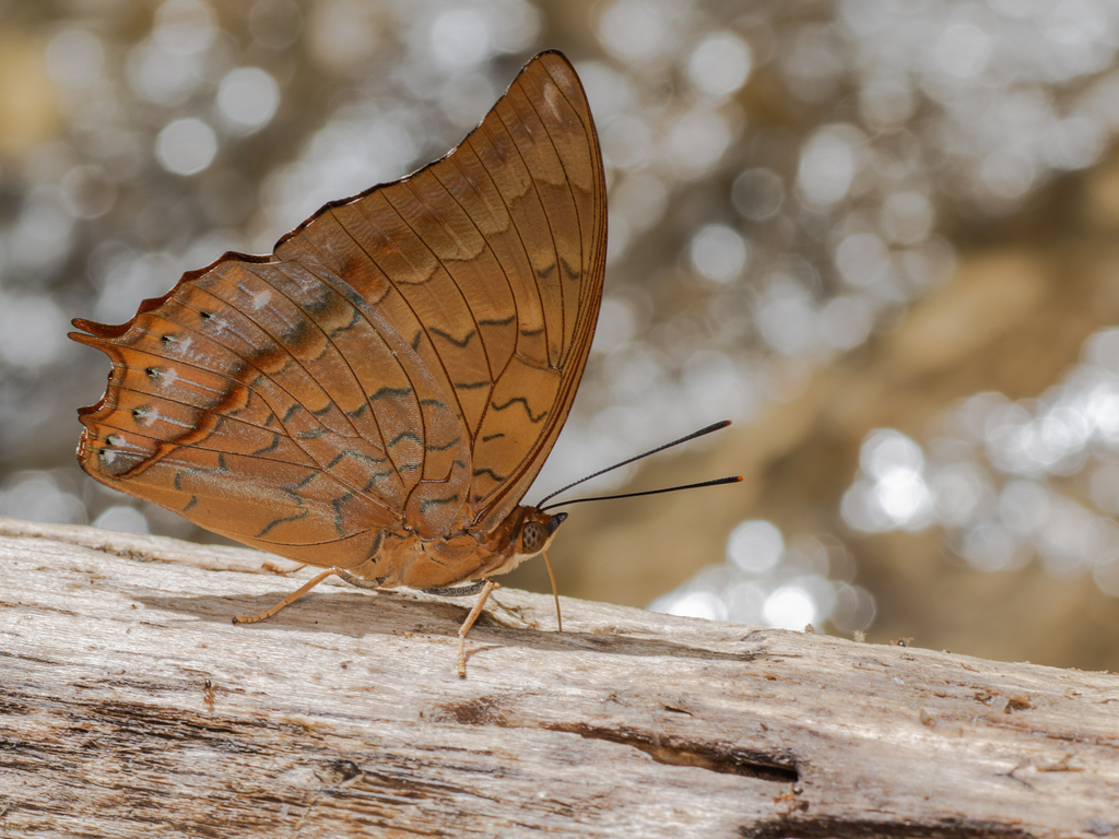 Charaxes affinis