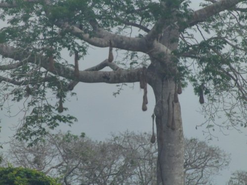 Crested Oropendola