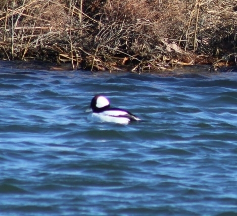 Bufflehead photographed in Rhode Island