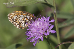 Melitaea aurelia