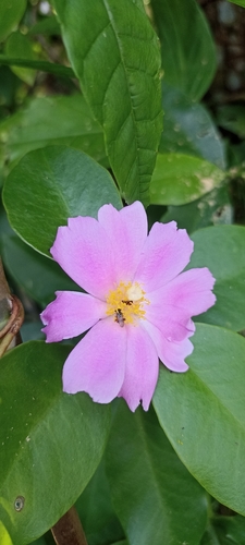 Rosa-do-deserto