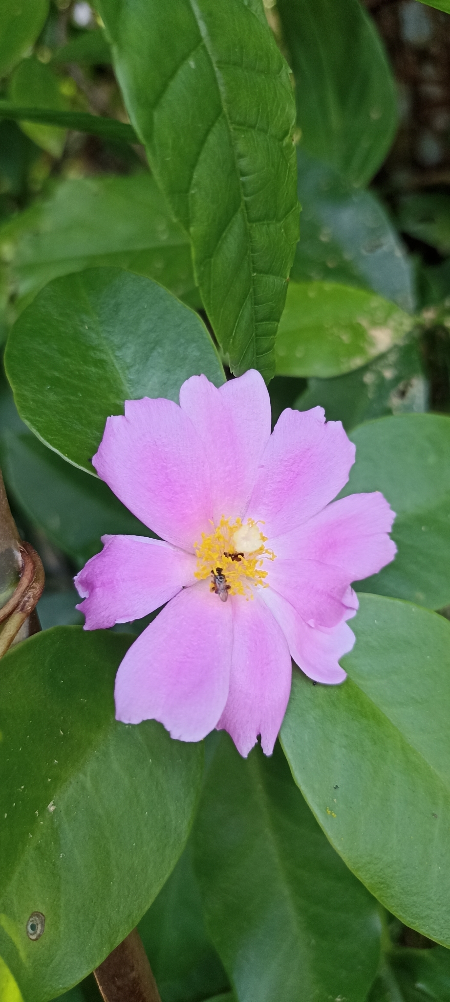 Imagem de Rosa-do-deserto