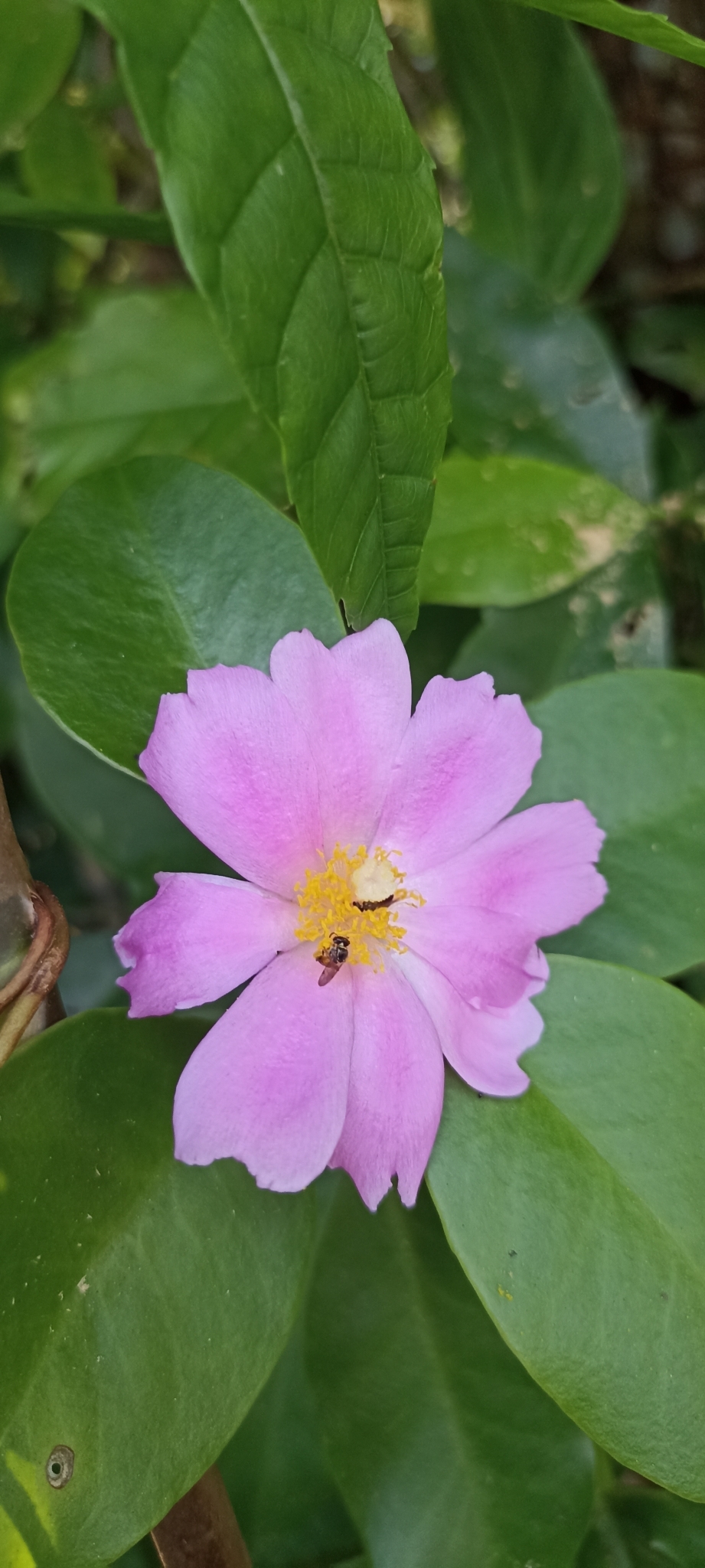 Imagem de Rosa-do-deserto