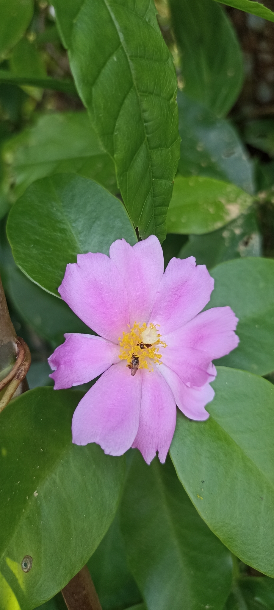 Imagem de Rosa-do-deserto