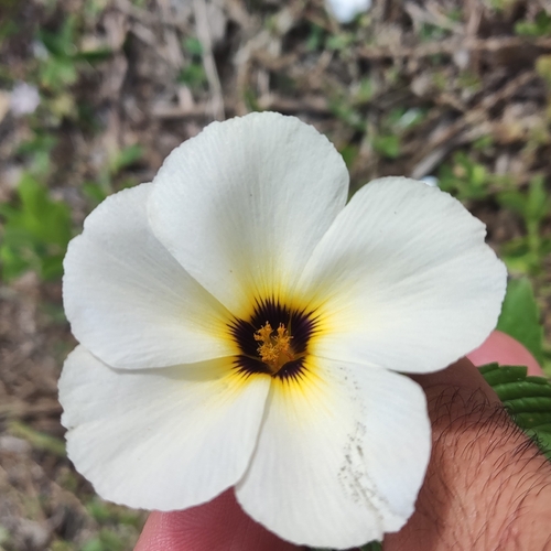 Foto de Chanana