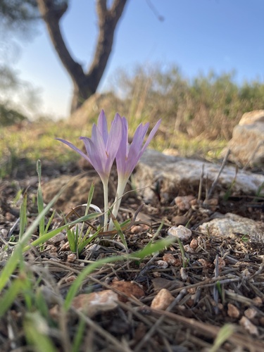 Colchicum stevenii
