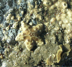 Asteriidae